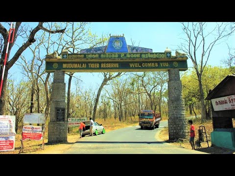Mudumalai Tiger Reserve- the perfect nature destination near Bangalore to visit in 2024