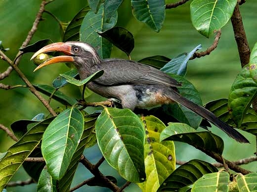 A Cardamom Plantation Stay bird view