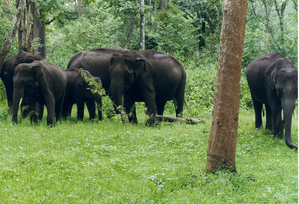 bangalore to coorg road trip