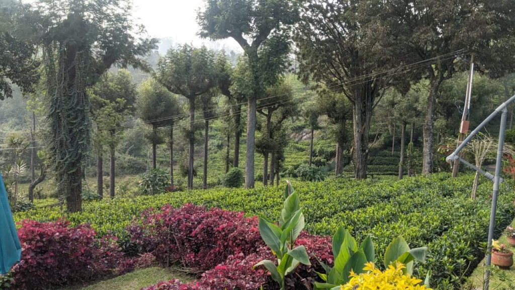 tea-garden