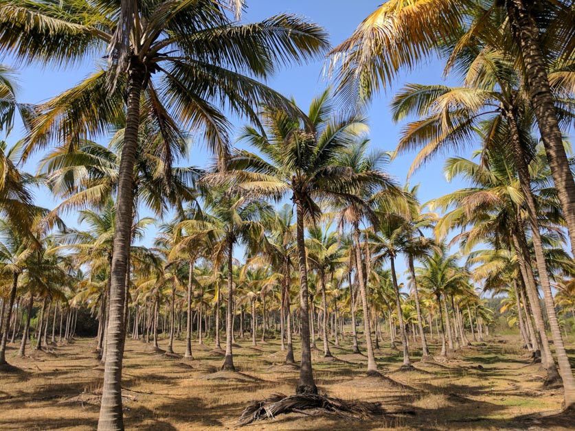 beach-resorts-in-Konkan