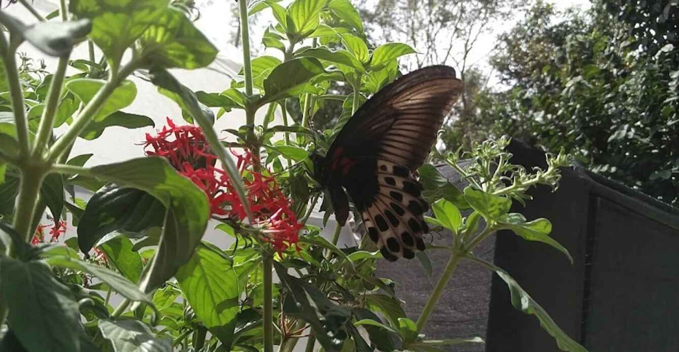 cottage in yercaud