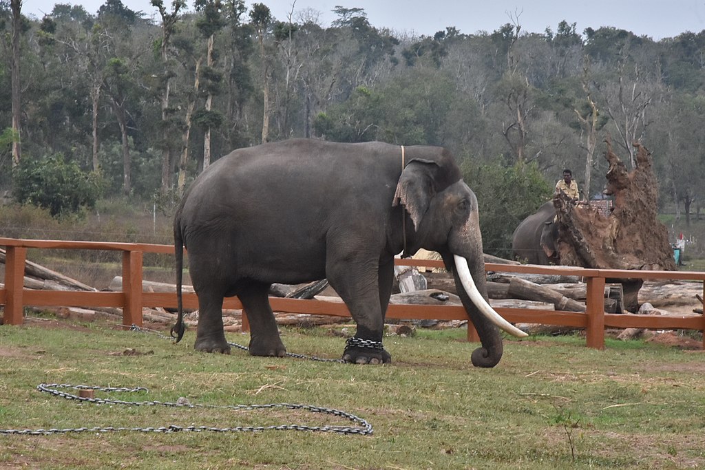 bangalore to coorg road trip