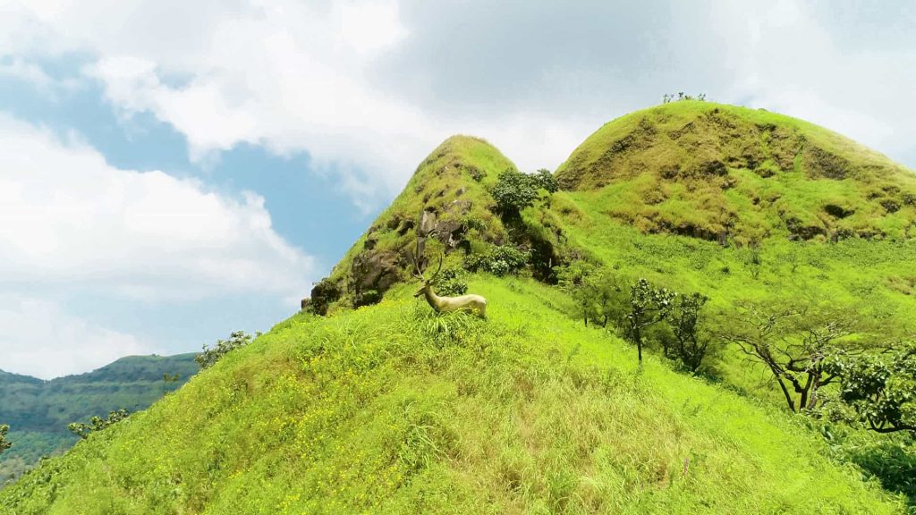 mountain resort amidst lush green