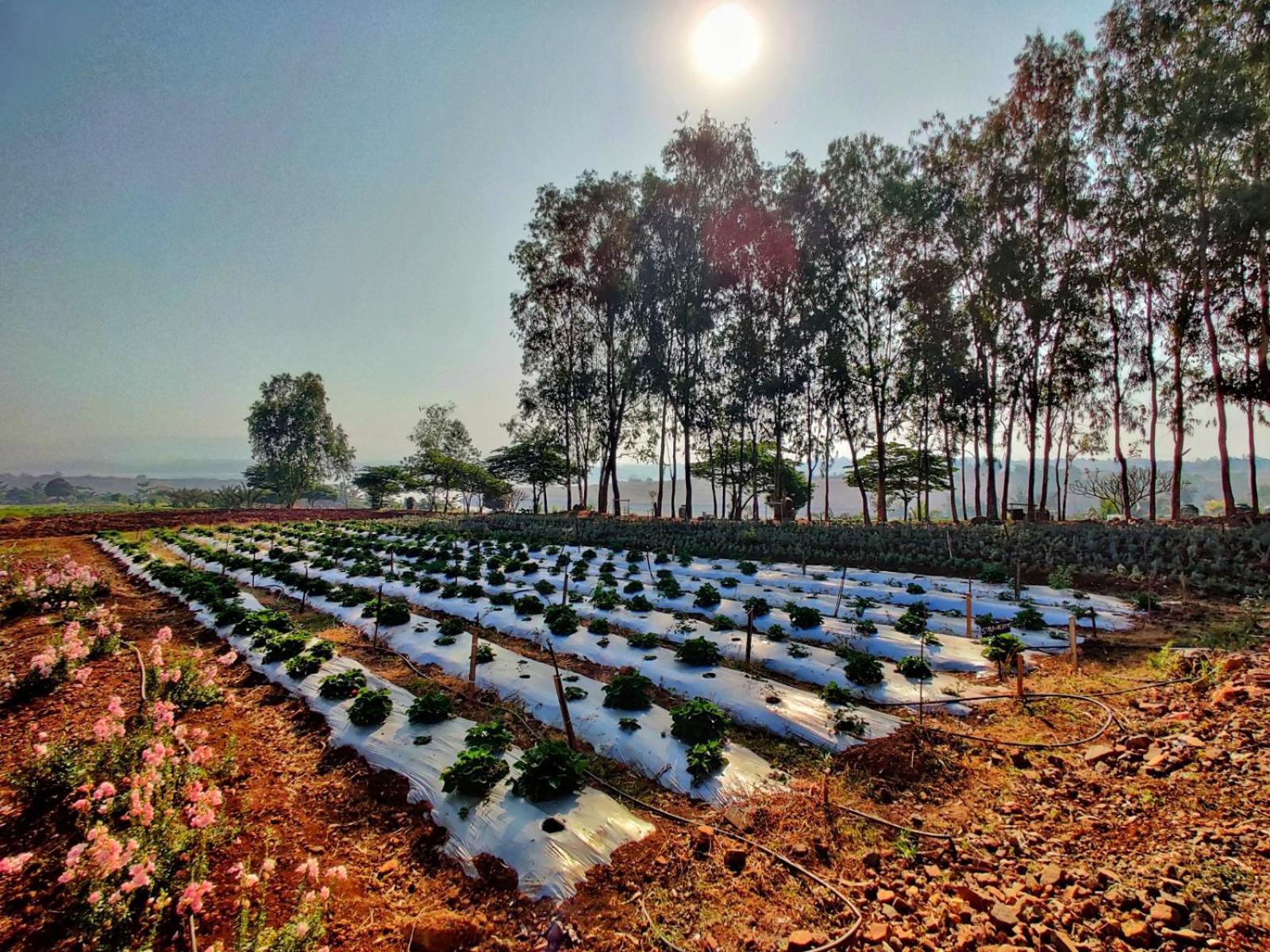 Nature's Holistic Wellness Resort Organic Farm View