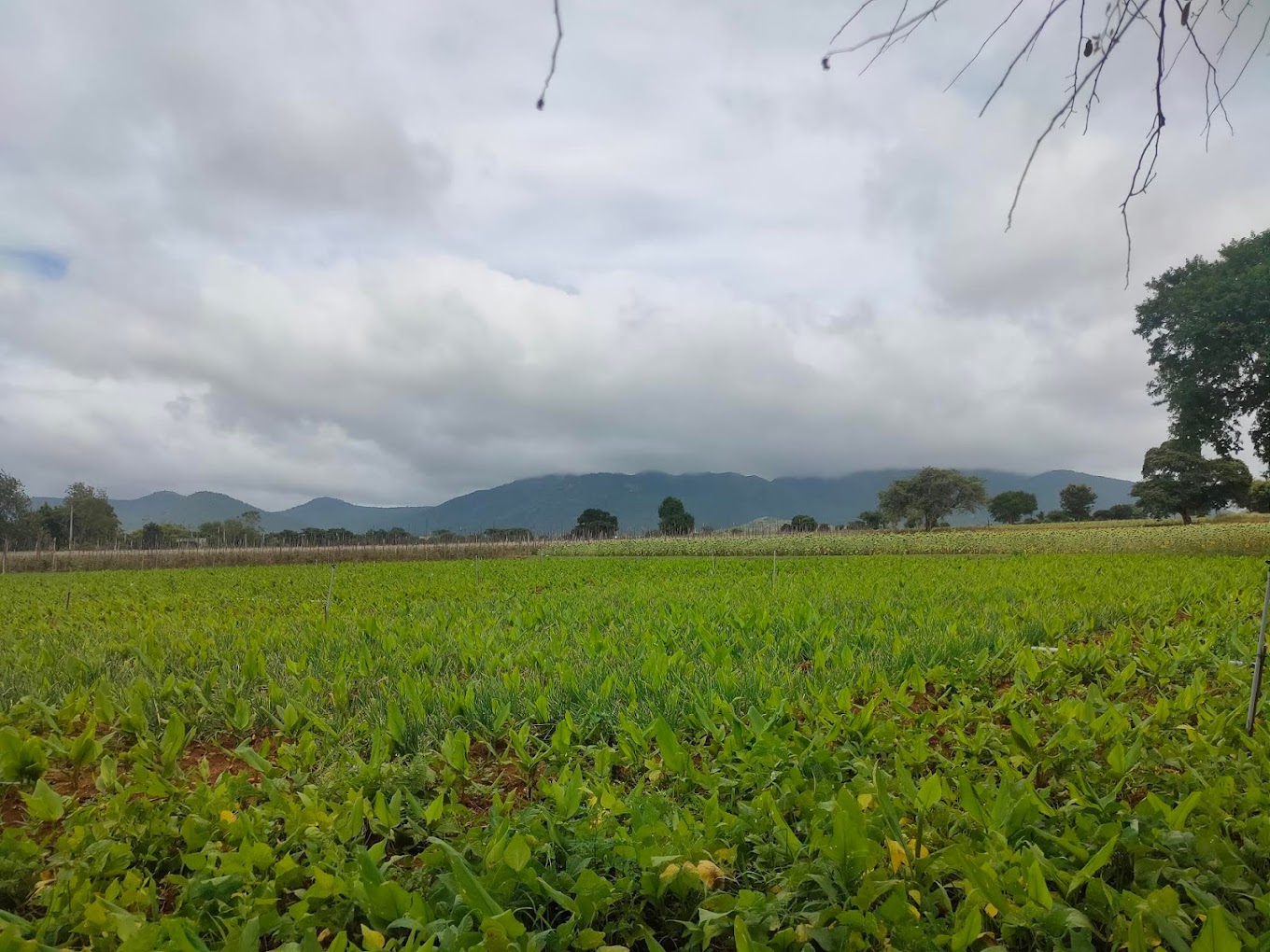 The jungle sanctuary: outside view