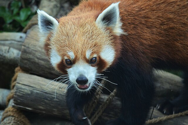 Altitude Zoo- red panda