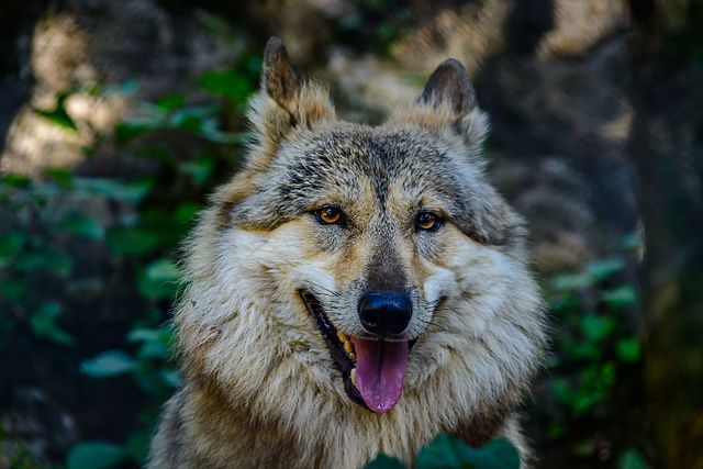 Altitude Zoo- Tibetan Wolf