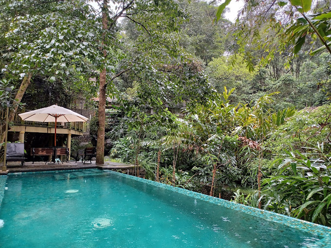 a cardamom plantation stay- rainforest resorts in kerala pool view