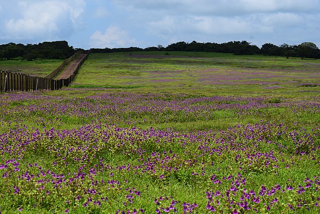 Kaas Plateau