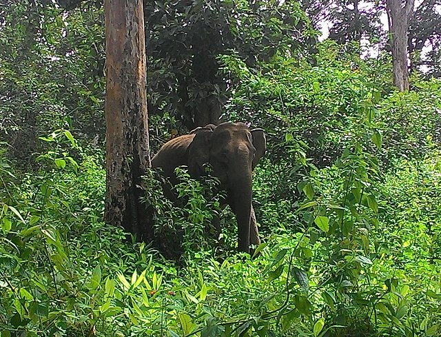 Asiatic elephant Wayanad wildlife sanctuary 