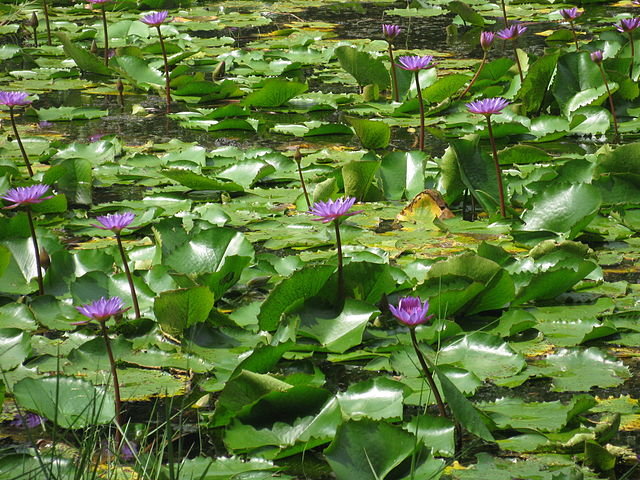 Pookode lake