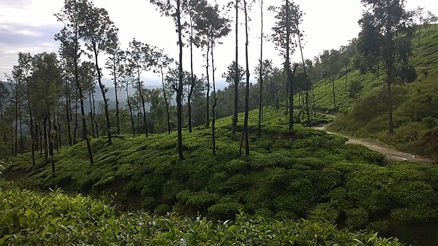 chembra peak plantations