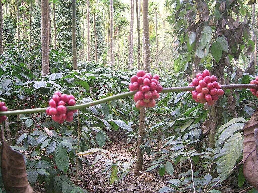 road trip from bangalore to chikmagalur