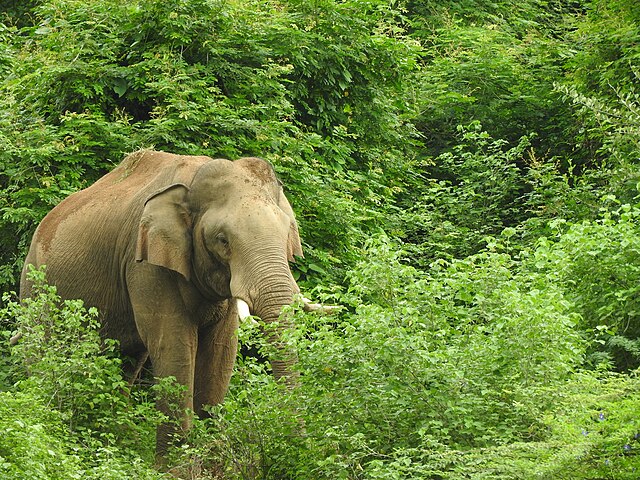 Chinnar Wildlife Sanctuary asiatic elephant