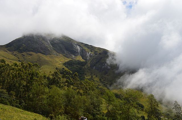 Eravikulam national forest