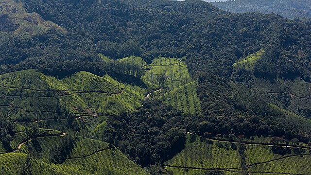 Eravikulam national forest from the top