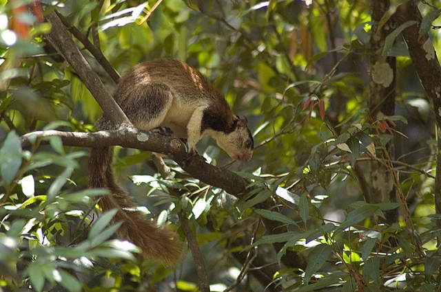 Chinnar Wildlife Sanctuary giant malabar squirrel