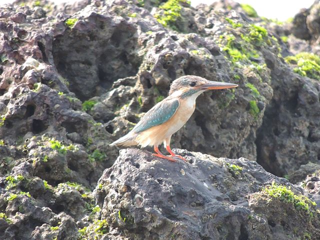 Ladgar beach-kingfisher