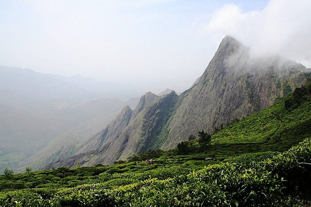 things to do in munnar