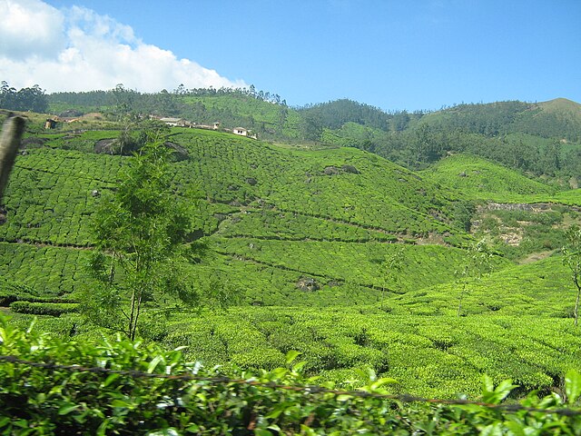 things to do in munnar