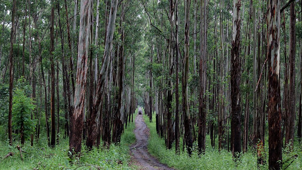 road trip from Bangalore to Wayanad 