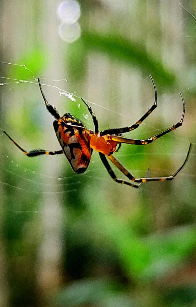 Wayanad Wildlife sanctuary 