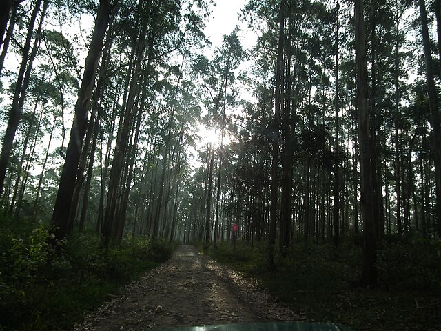 Wayanad forest 