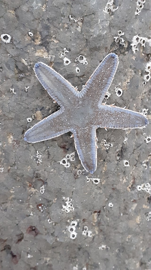 2-day trip to Dapoli, Murud beach- starfish on the beach