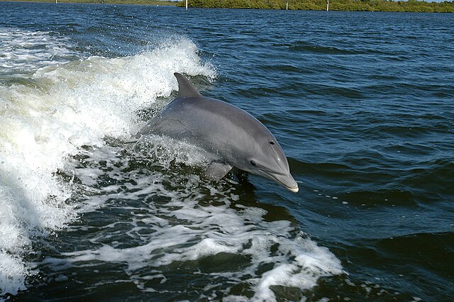 Ladgar beach- dolphin