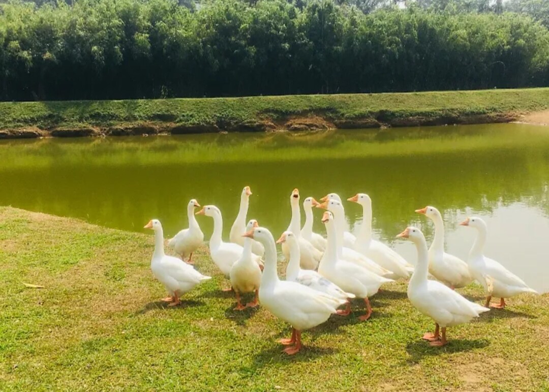 Barsati farm stay nearby pond view