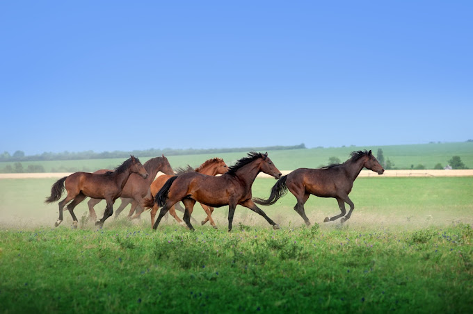 Blissful Lifestyle Retreat, Karjat horse riding view