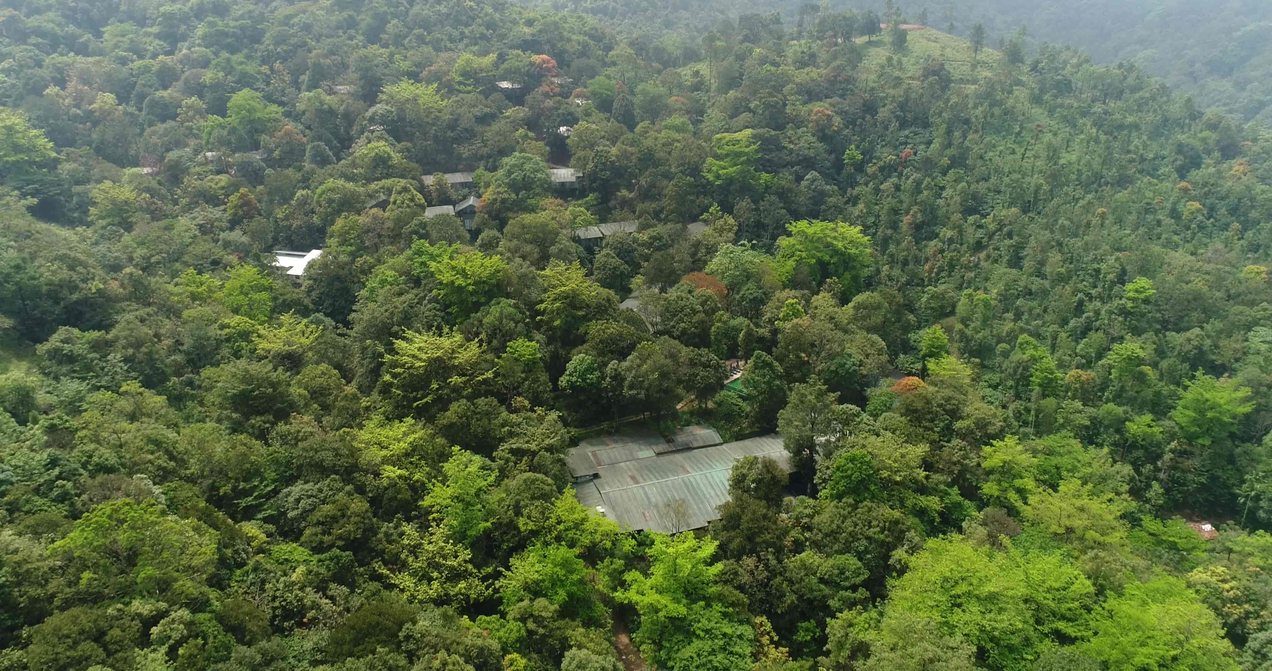 wildlife resort in wayanad-rainforest stay top view of the entire property