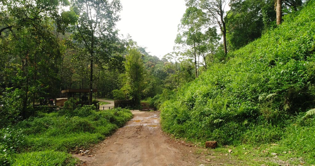 wildlife resort in wayanad-rainforest stay nearby area around the property 