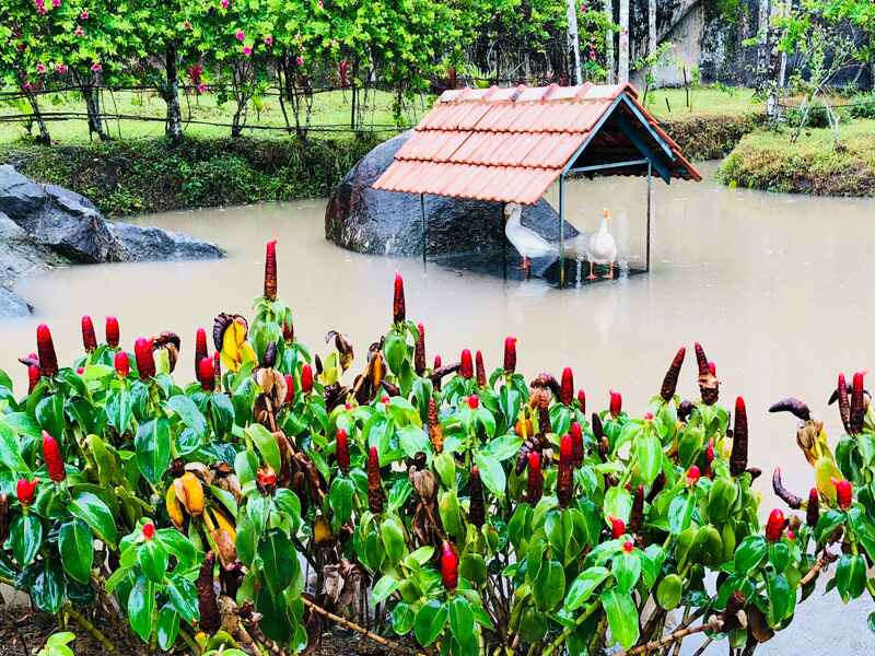 Unique Resorts In Wayanad-wildflower estate- pond view