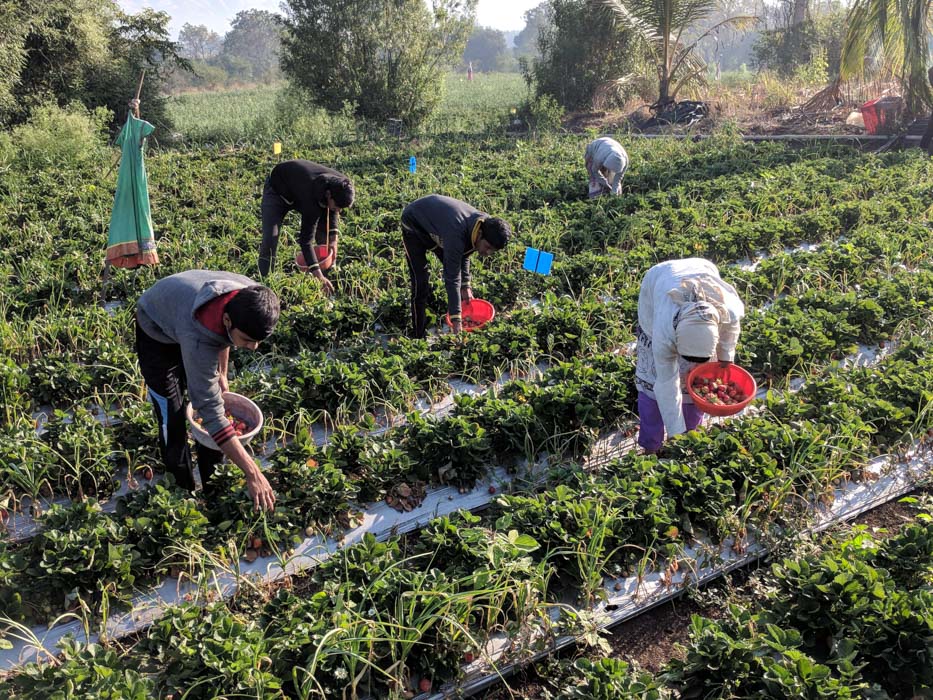 Strawberry picking at the Eco Farm Stay in Panchgani.