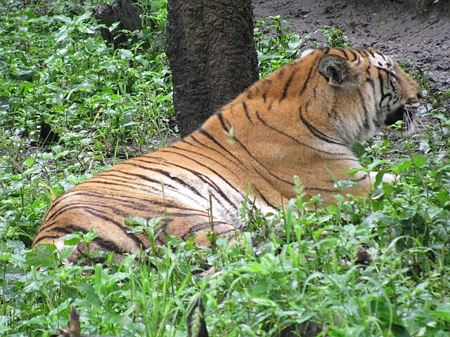 coorg in monsoon