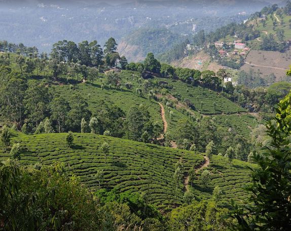 Unique resorts in Munnar-The Copper Haven coffee plantations view