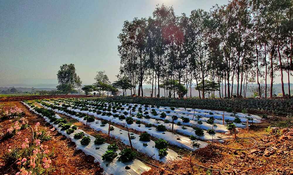 organic on-site farm