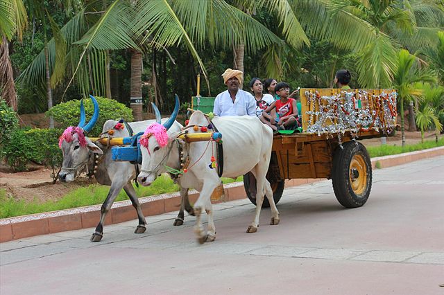 things to do in thekkady