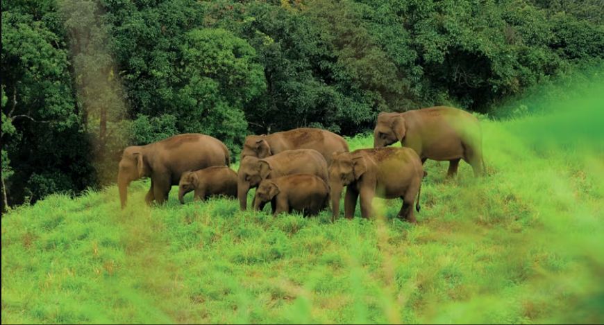 wildlife at the Thekkady Wildlife Escape, one of the best monsoon getaways in Kerala