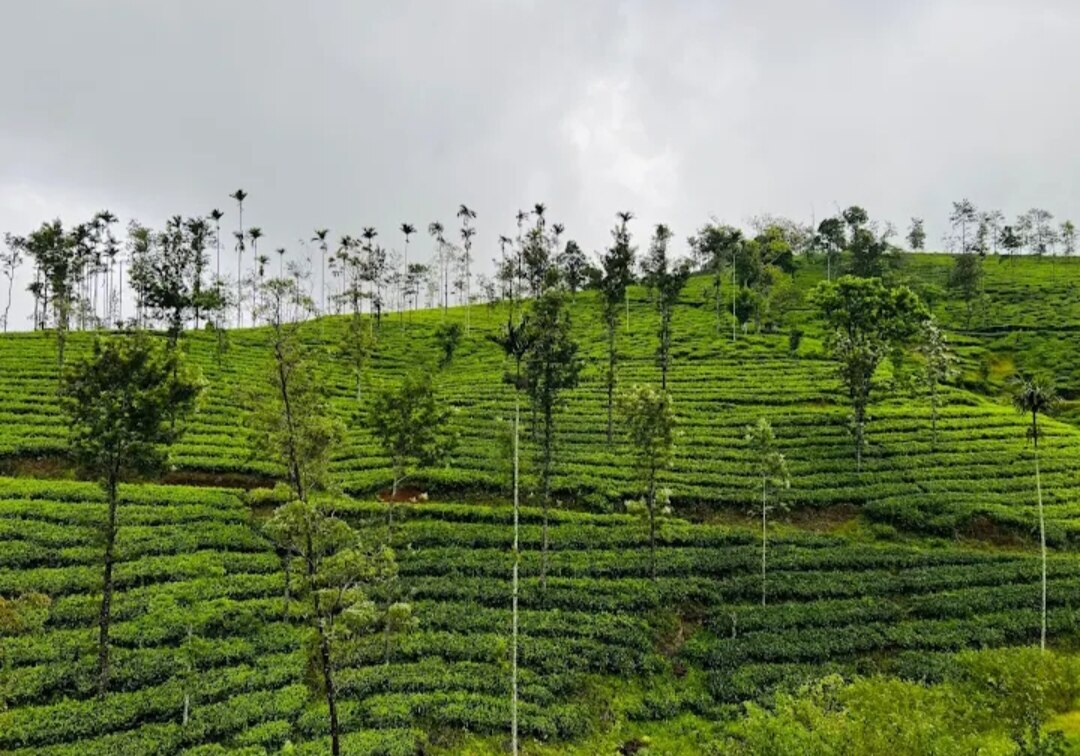 Hillside Escape-coffee plantations