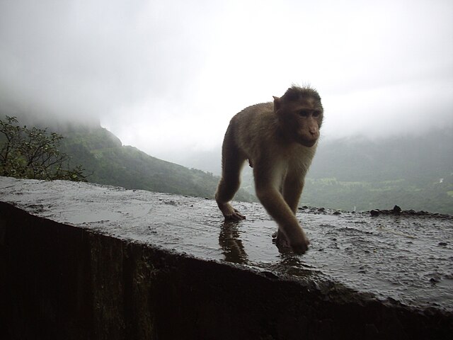 road trips from Pune in monsoon