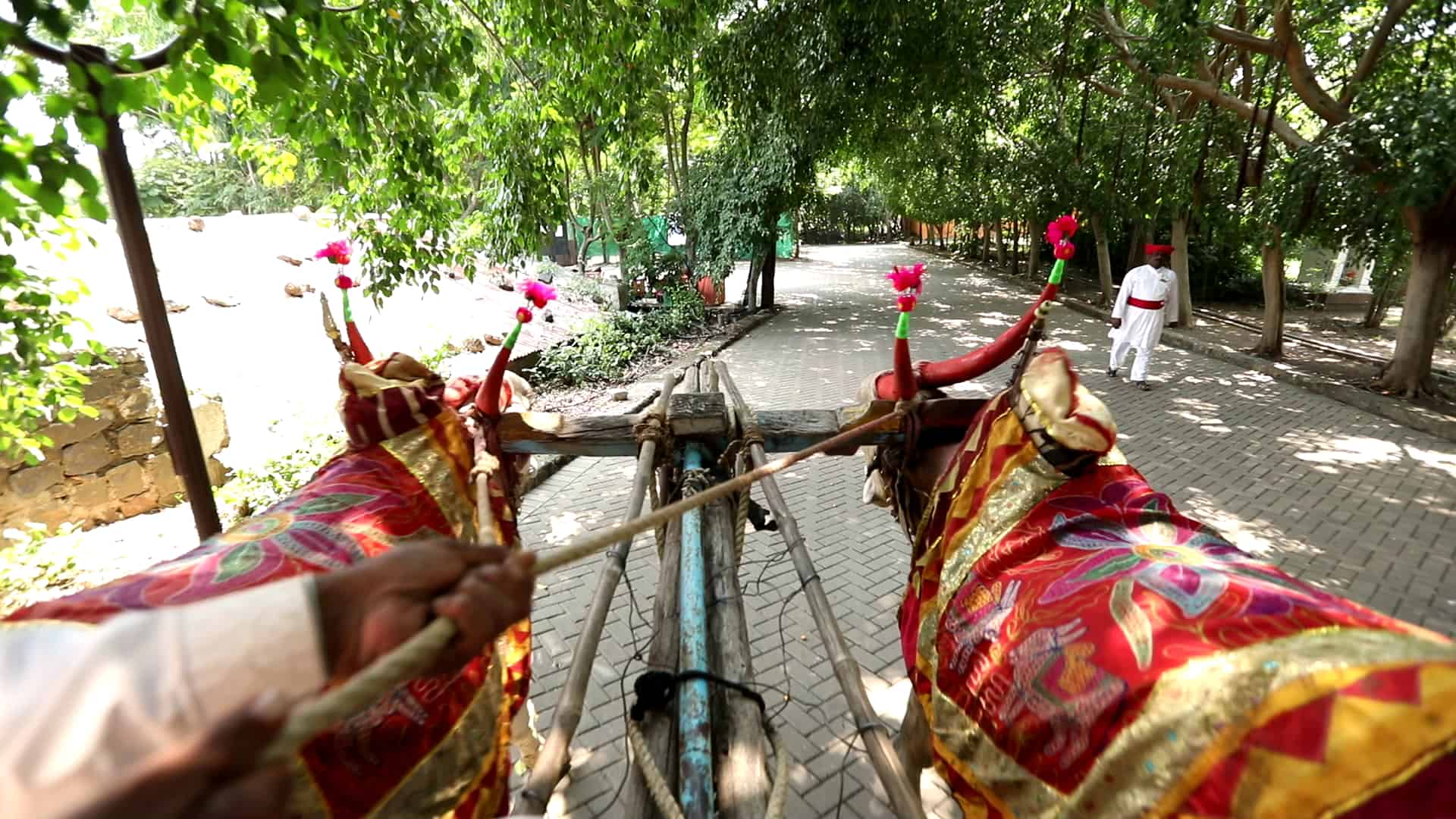 bullock-cart-ride