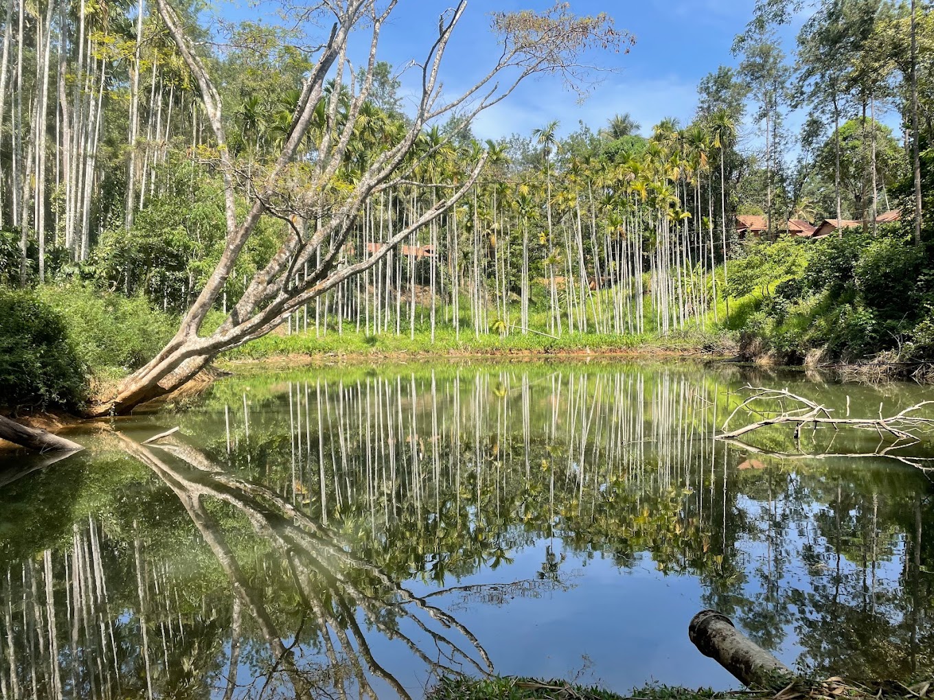 Best Curated stays in Coorg