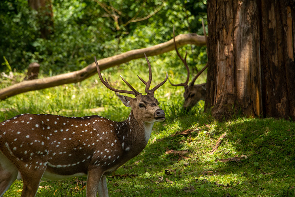 family resorts near Bangalore