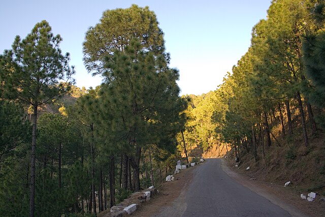 things to do in Kasauli